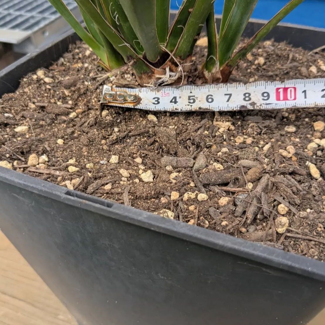 子株付き】 【鉢ごと発送】 8号鉢：ユッカ カルネロサーナ Yucca