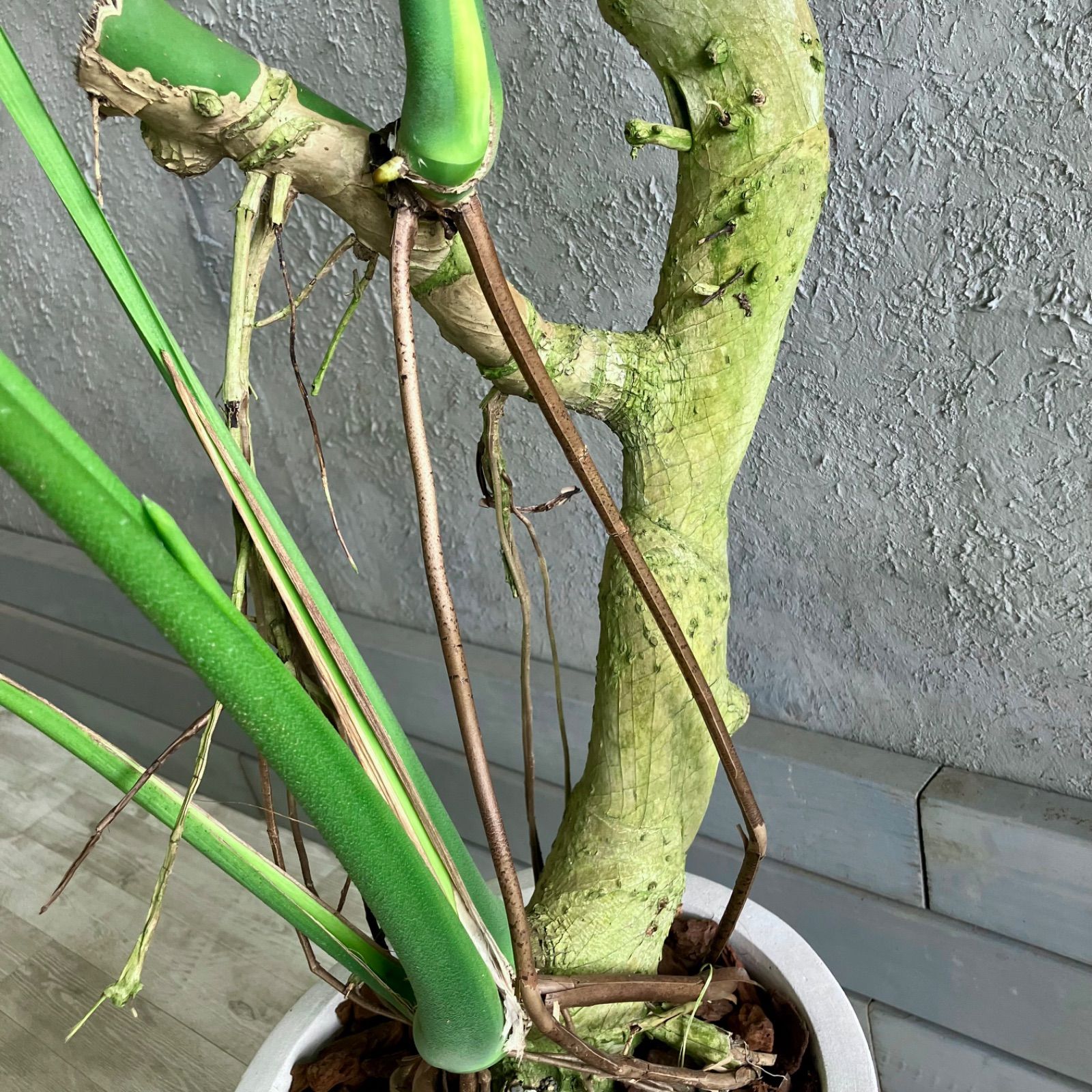 大型 幹太 根上がり モンステラ デリシオーサ 9号 テラコッタ鉢植え