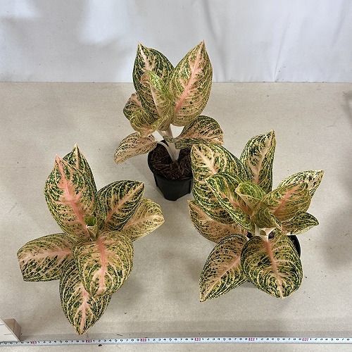 超希少❗️アグラオネマゴールデンドラゴン新芽付✨️ 観葉植物 アグラオネマ ゴールデンドラゴン 3.5号スリット鉢