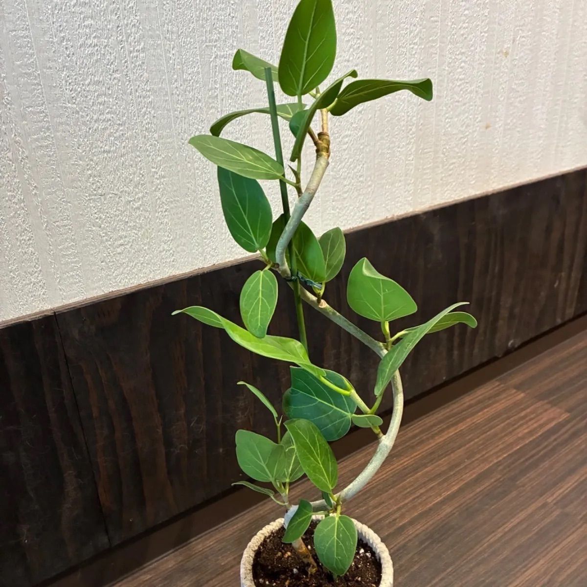 公式 ブルーレイ✿新Windows10✧Webカメラ✧大容量✧ゴールドDynabook