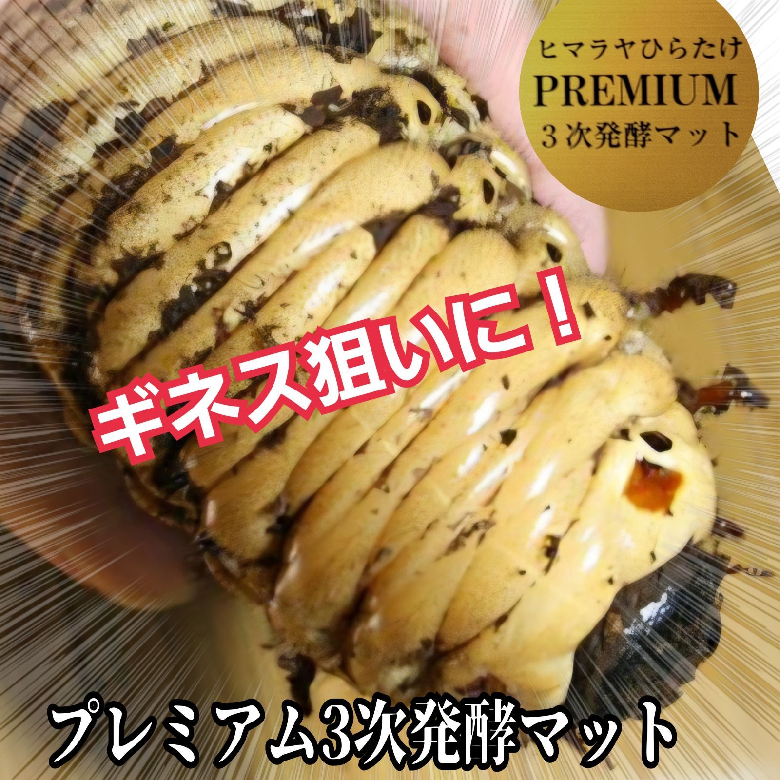 ヘラクレス１８１ミリ羽化 産卵にも抜群です