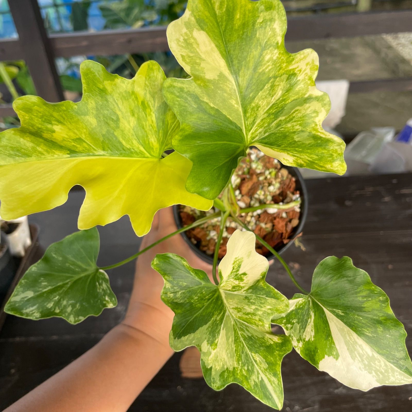 フィロデンドロン　セローム　斑入り フィロデンドロン セローム 斑入り(Philodendron selloum