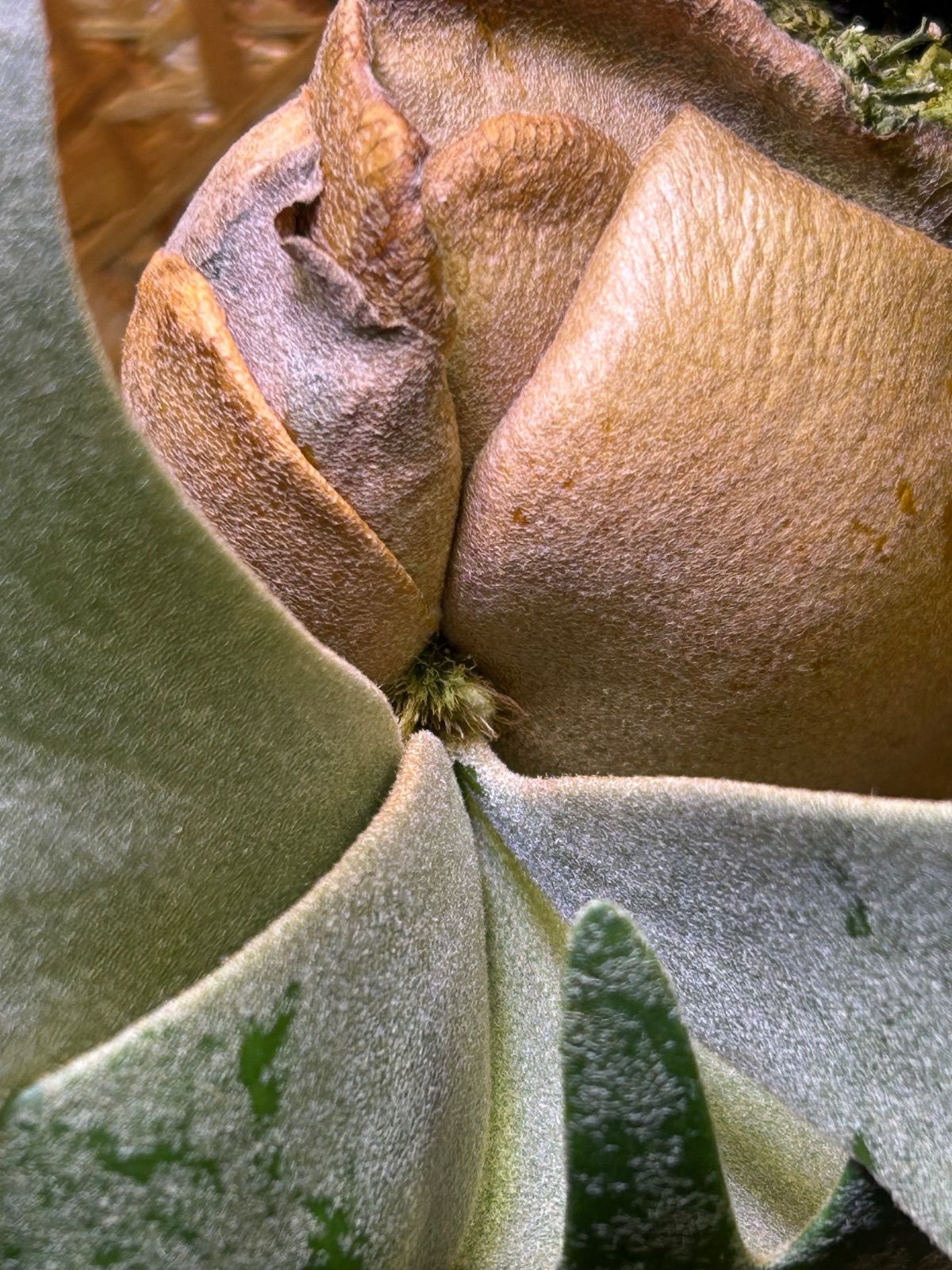 P.willinckii Jade Girl sporeling ウィリンキー ジェイドガール