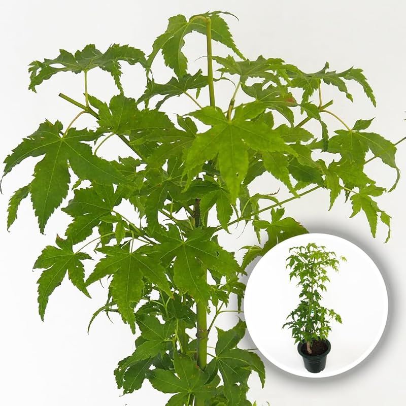 ♥ ＩＴＡＮＳＥ モミジ カワハラミドリ 6号 1個売り 広葉樹 低木 学名 Acer palmatum Kawahara Midori タイプ ムクロジ科 カエデ属 耐寒性 落葉 高木 原産地 日本 アメリカ 春は黄緑色で夏は緑に秋は黄色 0