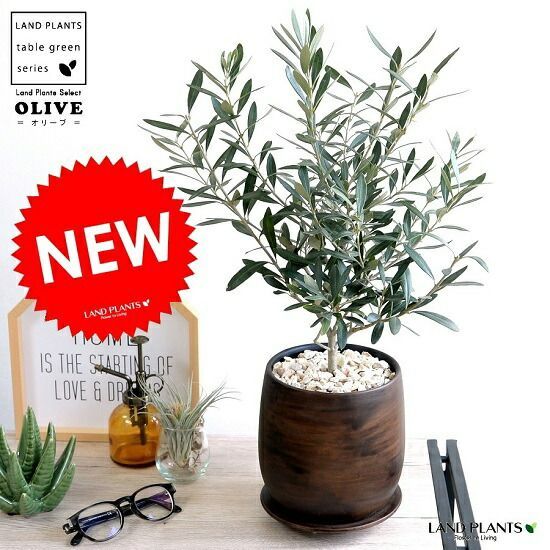 ティーコージーの人気通販 | minne byGMOペパボ 国内最大級の