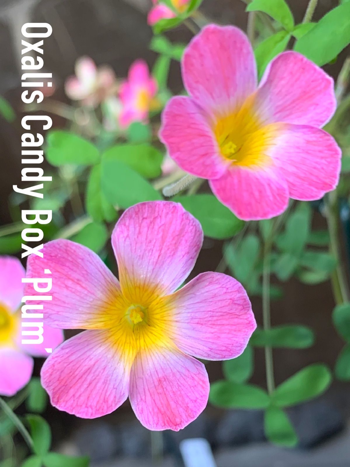 Oxalis Candy Box 'Plum' オキザリス 球根 1球 - メルカリ