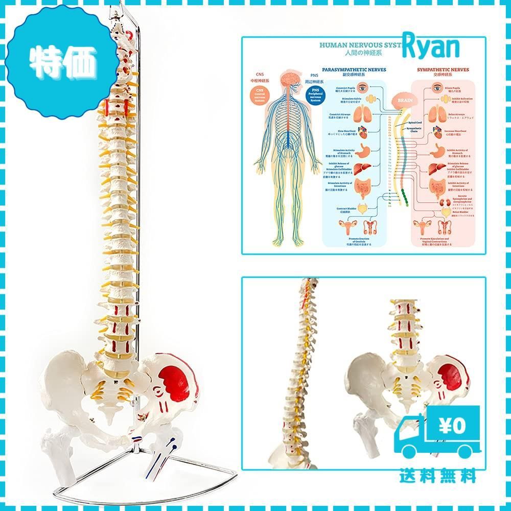 迅速発送】timiland 脊椎 模型 可動式 脊椎骨盤模型 人体模型 実物大 脊柱模型，筋の起始・停止部を着色 - 脊柱可動型モデル，大腿骨，筋・起始／停止表示付  脊髄 背骨 腰椎 股関節 医学 教材 【90cm スタンド付き】 - メルカリ