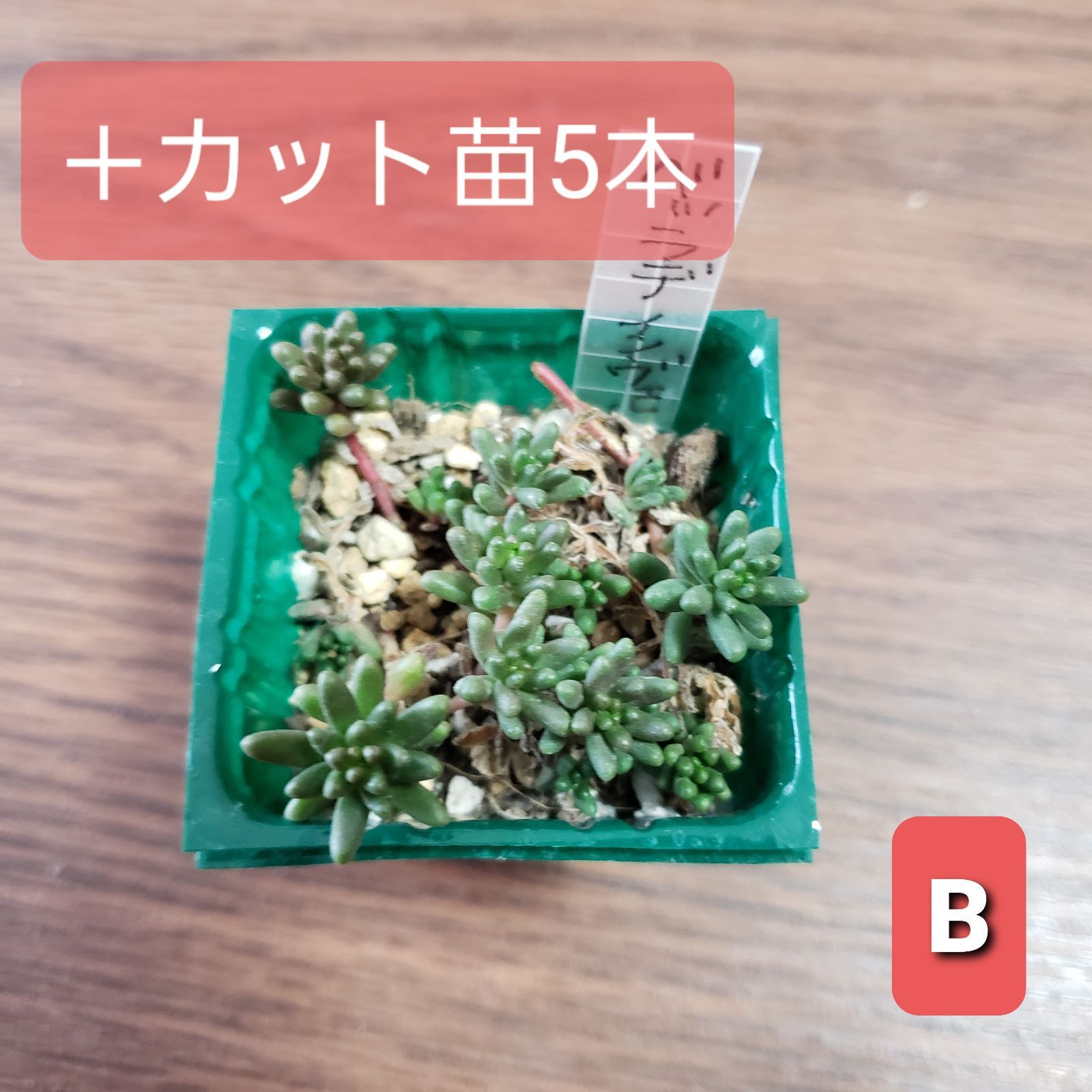 多肉植物 セダム アルブム ベッラデインヴェルノ (ベッラデインベルノ) 抜き苗 - メルカリ