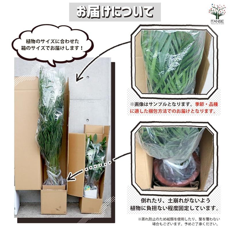 ＩＴＡＮＳＥ ユッカ ロストラータ サファイア スカイズ 5号 1個売り 観葉植物 多肉植物 学名 Yucca rostrata Sapphire Skies 英名 beaked yucca ロストラータの青みが濃い個体を選抜した品種 放射状に広がる WWW_GEBZETESISAT_COM_TR