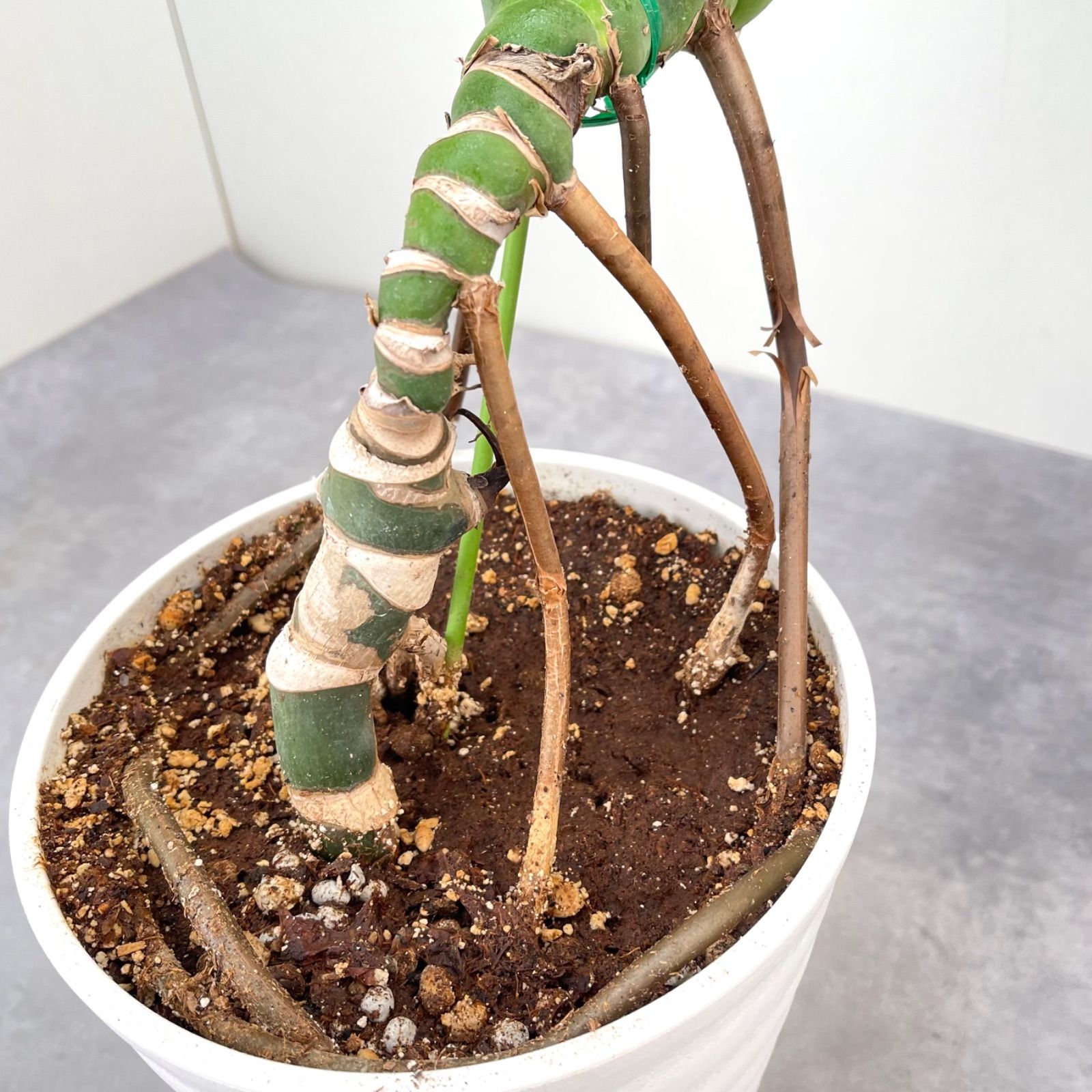 モンステラ 7【現品】観葉植物 幹上がり 室内 7号 - メルカリ
