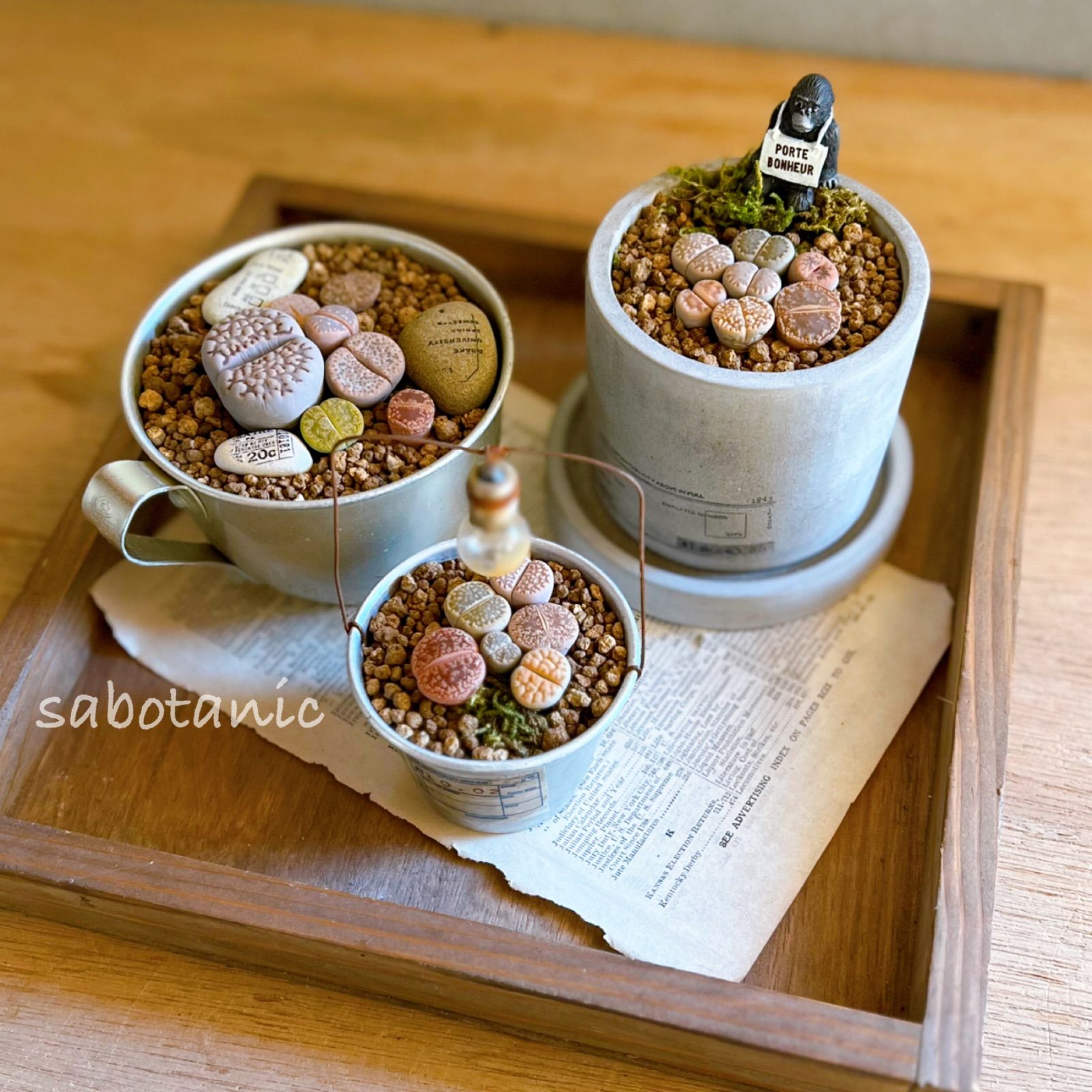 多肉植物の寄せ植え リトープス三昧セット - メルカリ