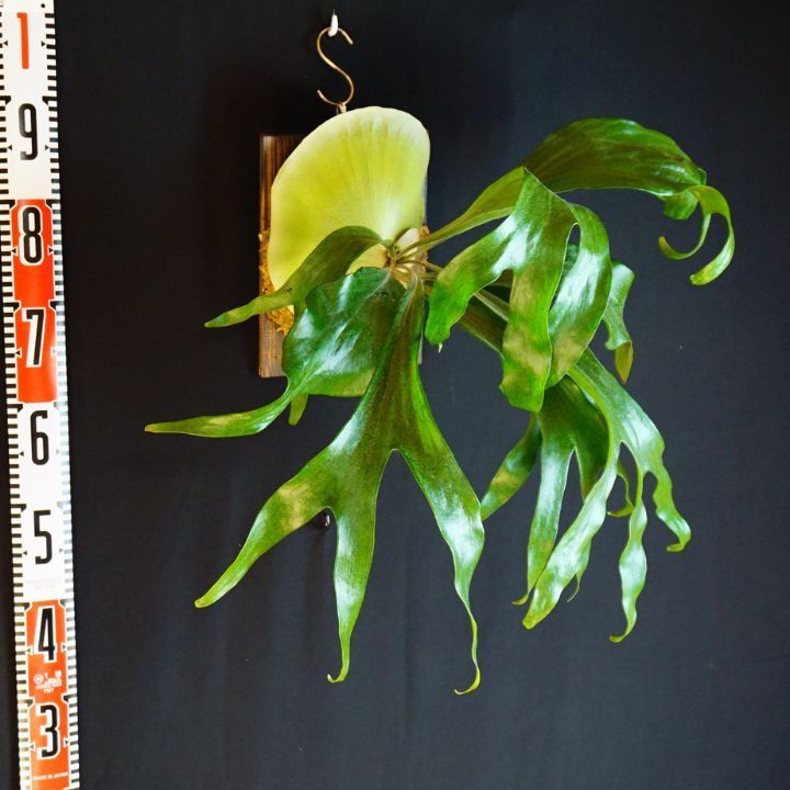 P. Maserati マセラティ 大株◇ビカクシダ（コウモリラン） - メルカリ