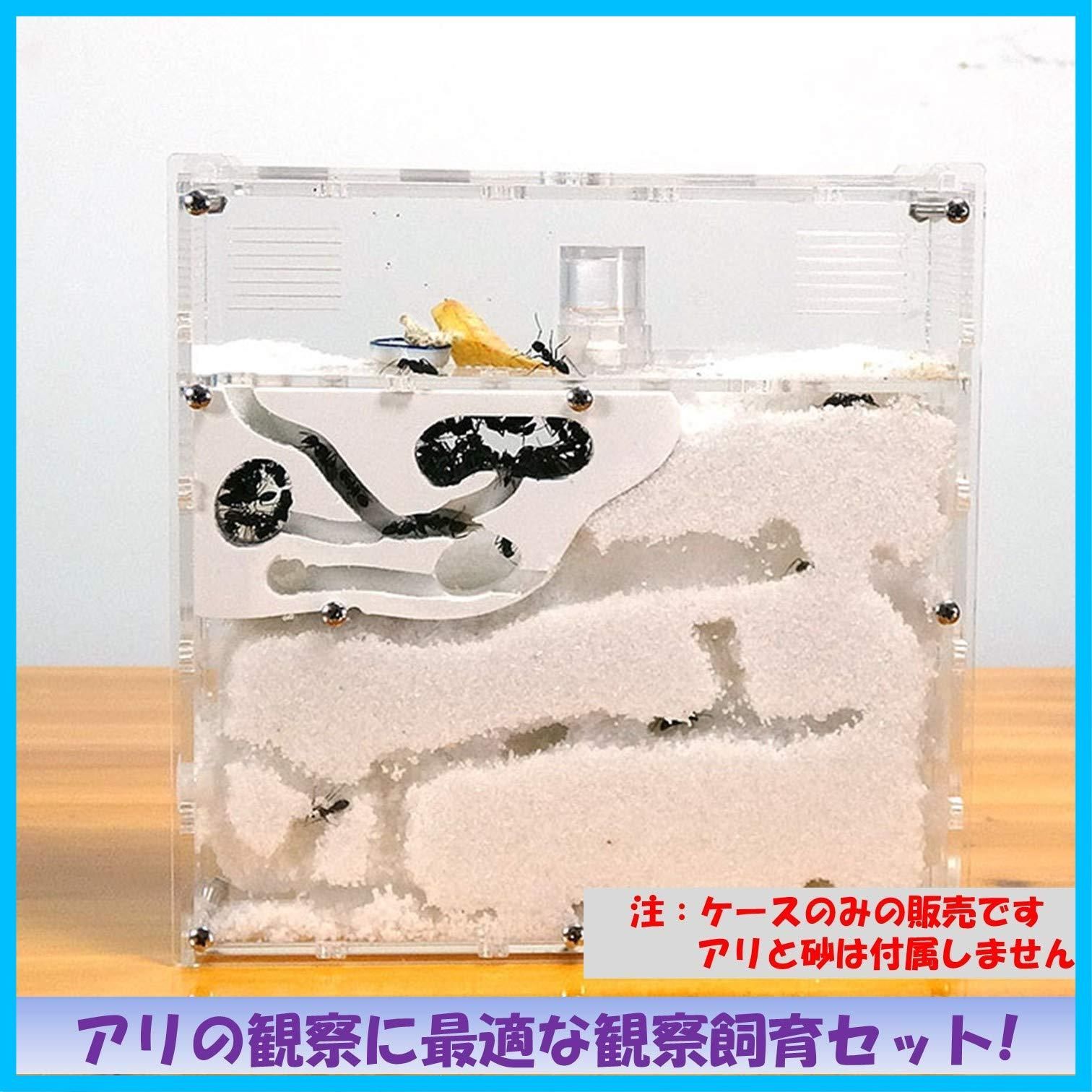 中国　花入　台座付き　箱アリ アリの巣 観察 キット 砂は別売 蟻 アリ飼育キット 飼育ケース