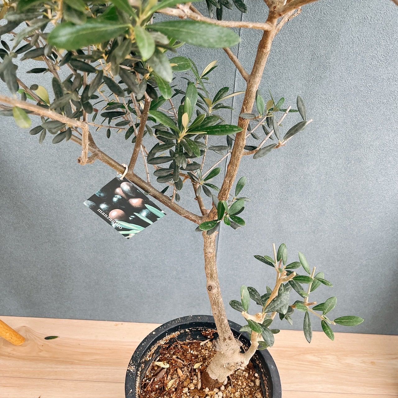現品 47番 創樹 オリーブ マンザニロ 8号 観葉植物 ベランダ SOUJU 玄関 屋外 オリーブの木 YUZUMIYA_COM