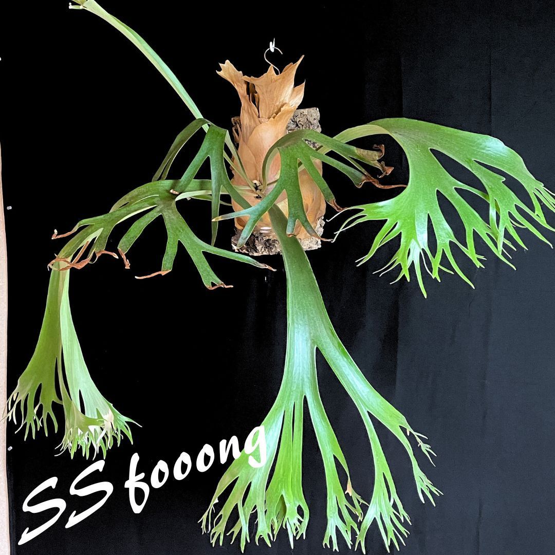 ビカクシダ foong エスエスフーン SS Foong コウモリラン ss エスエス
