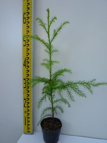 苗|苗木 30本セット スギ 樹高0.3m前後 10.5cmポット 杉 ノキ すぎ スギノキ 苗木 苗 植木 庭木 生け垣 kb 30本 30