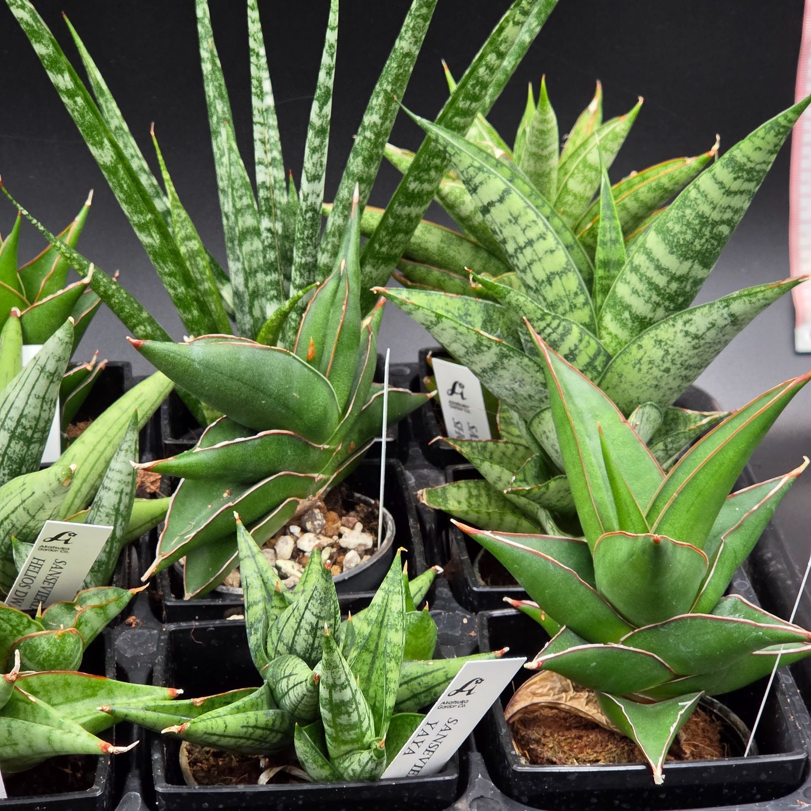 サンスベリア 希少種12品種アソートセット - メルカリ