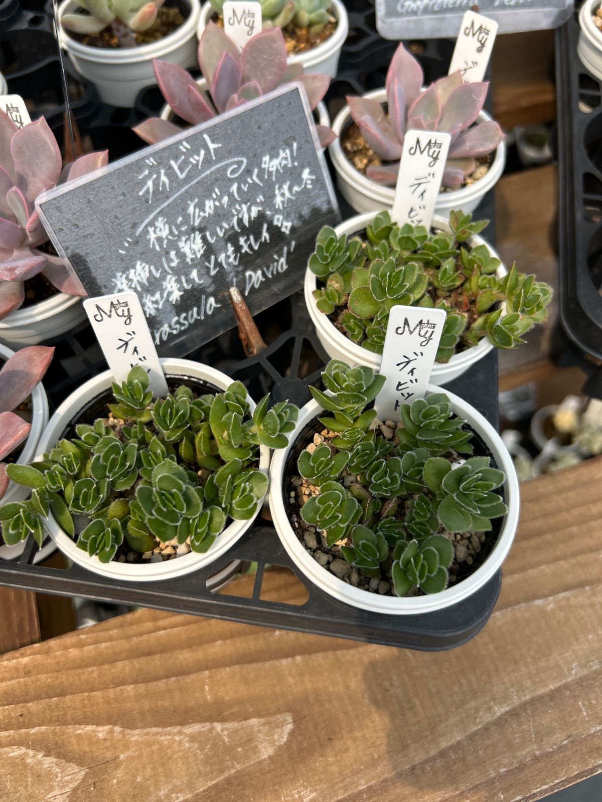多肉植物 ディビット ① 【公式通販】