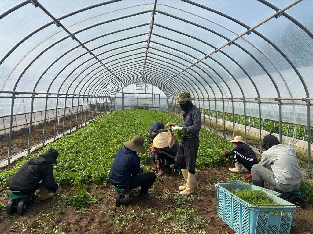 パクチー(5kg)冷蔵発送　今の時期常温発送できずにご購入者住所必要 パクチー(5kg)冷蔵発送今の時期常温発送できずにご購入者住所