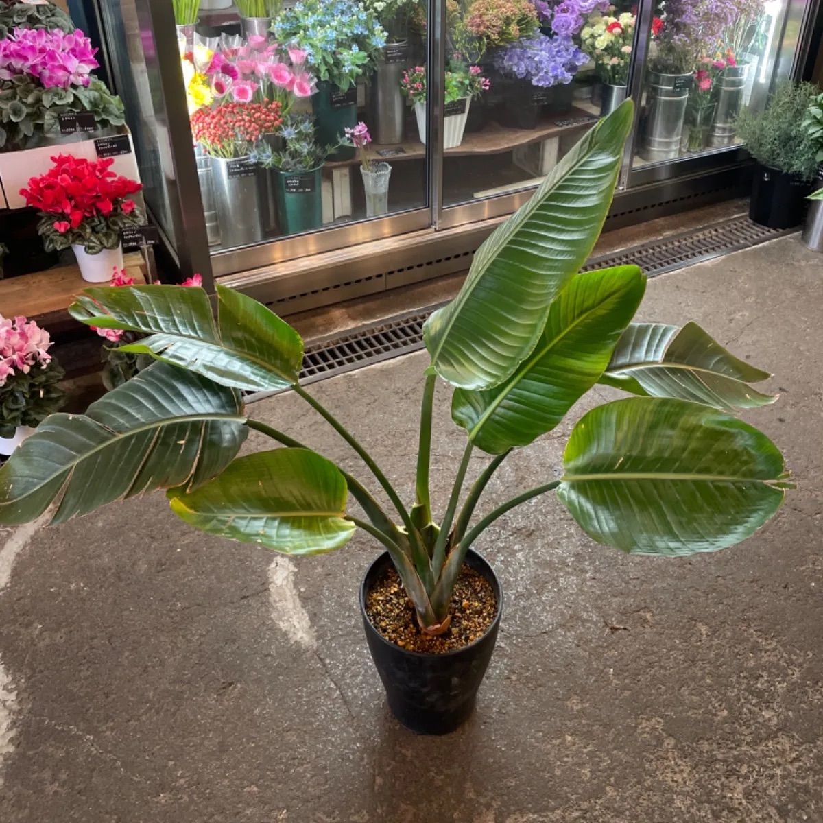 絶対一番安い 新品 未使用 ストレリチア オーガスタ 植物 観葉植物 Lavacanegra Com Mx Lavacanegra Com Mx