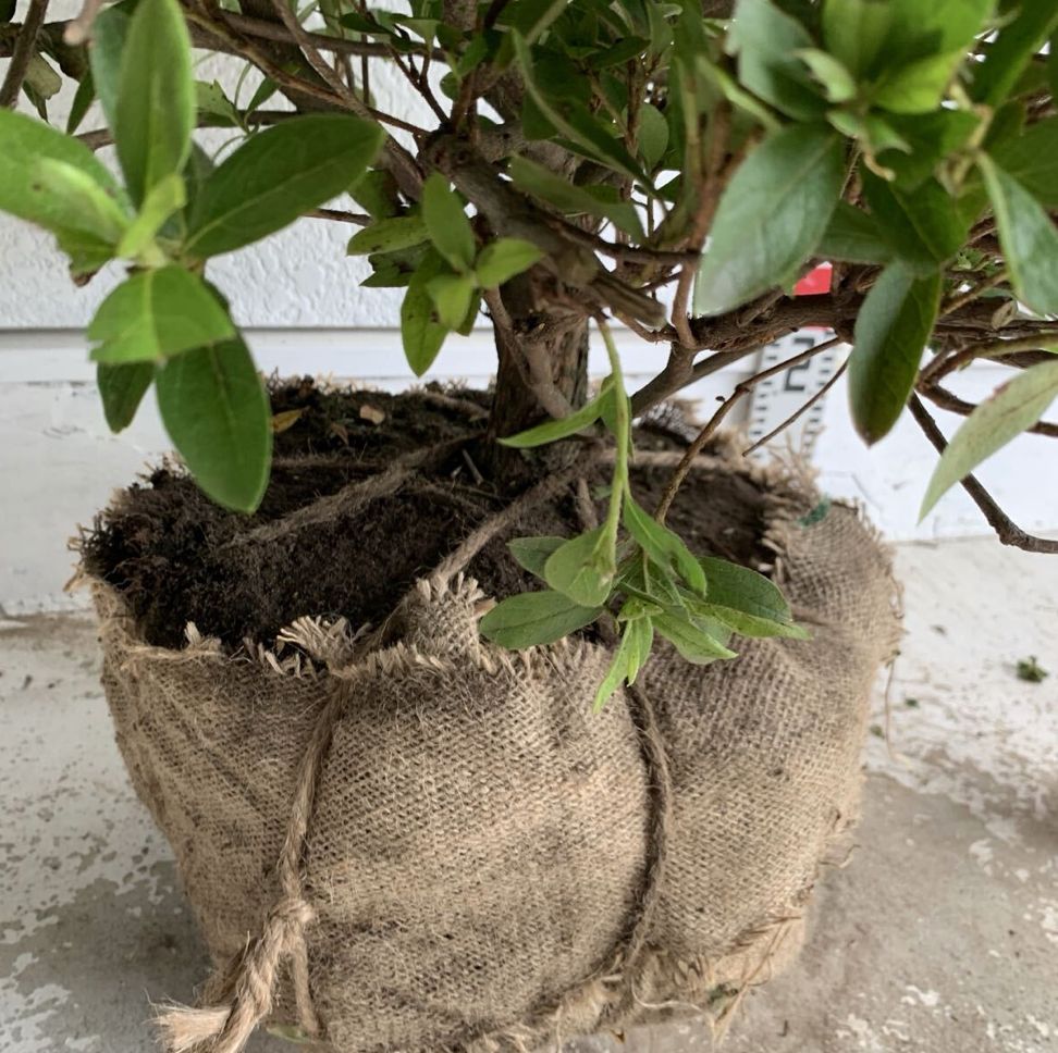 大株 平戸ツツジ 約60cm 玉仕立て|ツツジ|トピアリー|苗木|植木|庭木|生垣|根巻|垣根|目隠し 518128 YUZUMIYA_COM