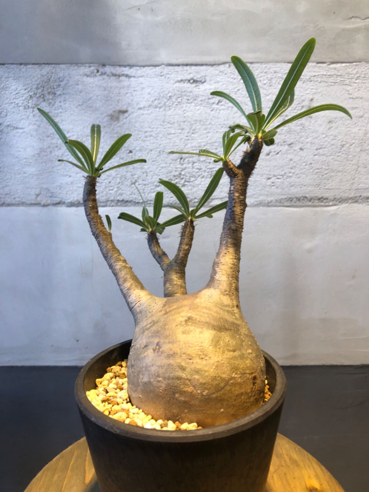大型塊根 発根済 枝ぶり良好 bonsai パキポディウム ビスピノーサム-