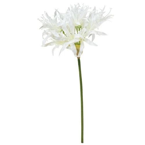 アスカ Asca ネリネリリィ A 32379 001 入数 12