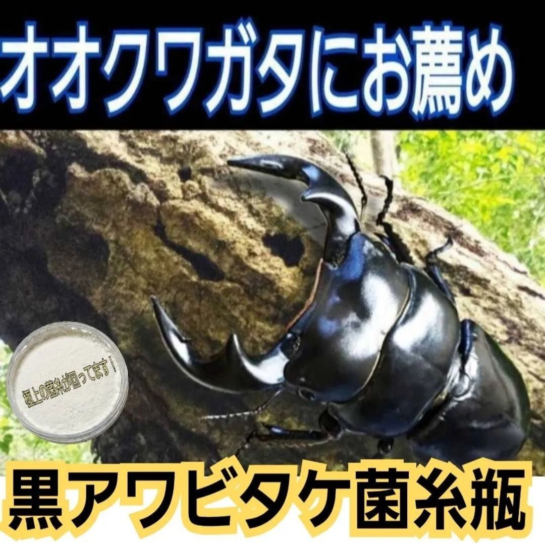オオクワガタ ヒラタ