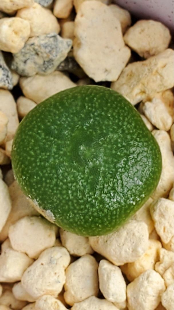 コノフィツム 種子30種類 10粒ずつセット