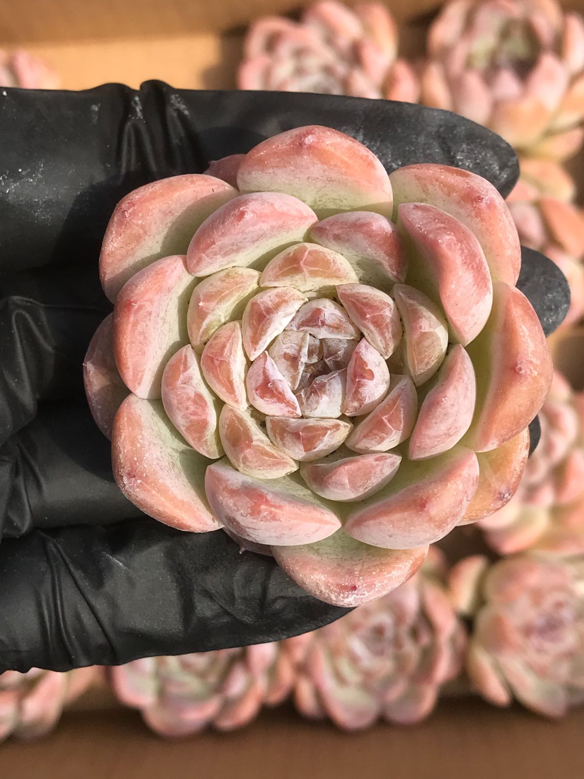 33株 G145-3多肉植物 エケベリア氷晶サボテン 観葉植物 花 薄 園芸 レア