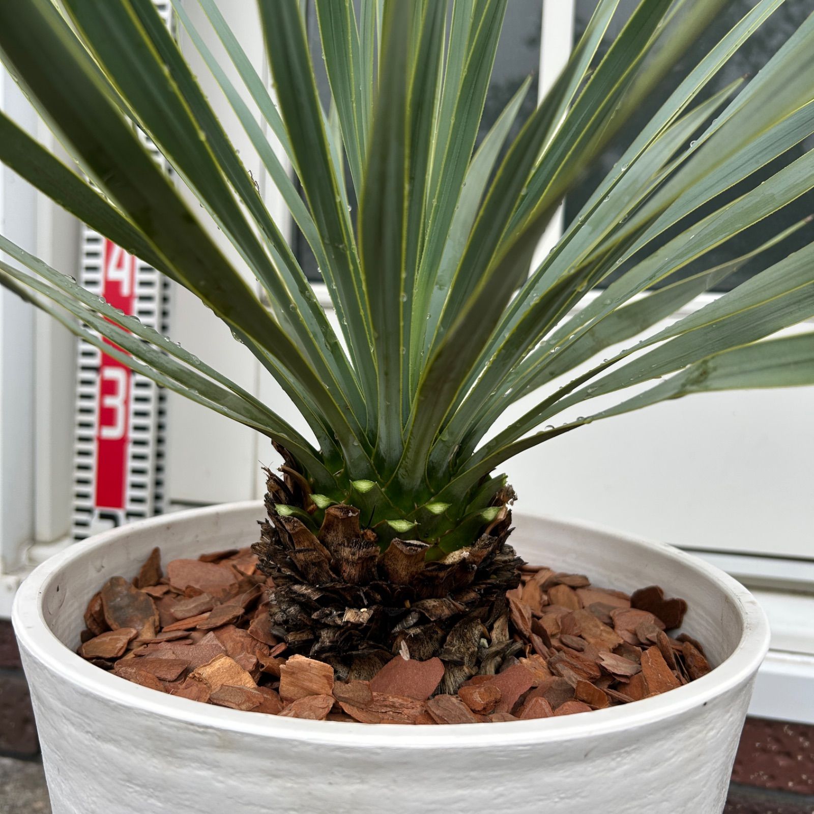 専用】ユッカ ロストラータ 観葉植物 ドライガーデン 鉢付き 専用】ユッカ ロストラータ 観葉植物 ドライガーデン 鉢付き