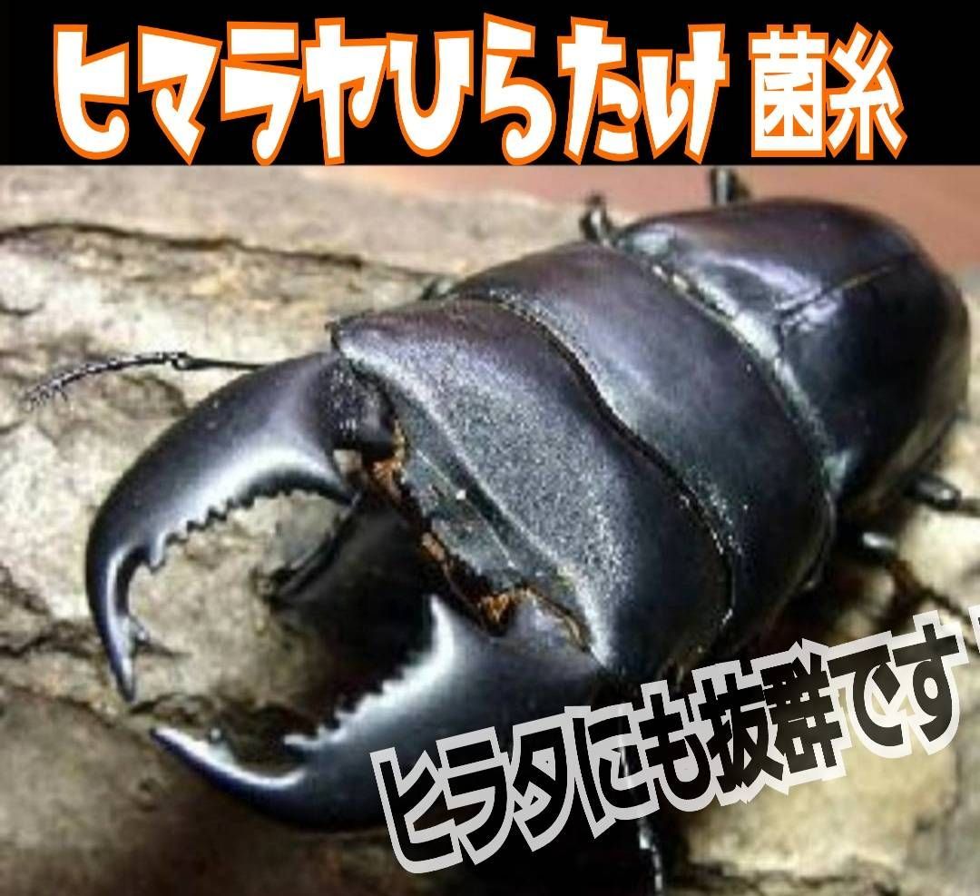 極上！初菌使用☆ヒマラヤひらたけ菌糸☆7ブロック☆トレハロース