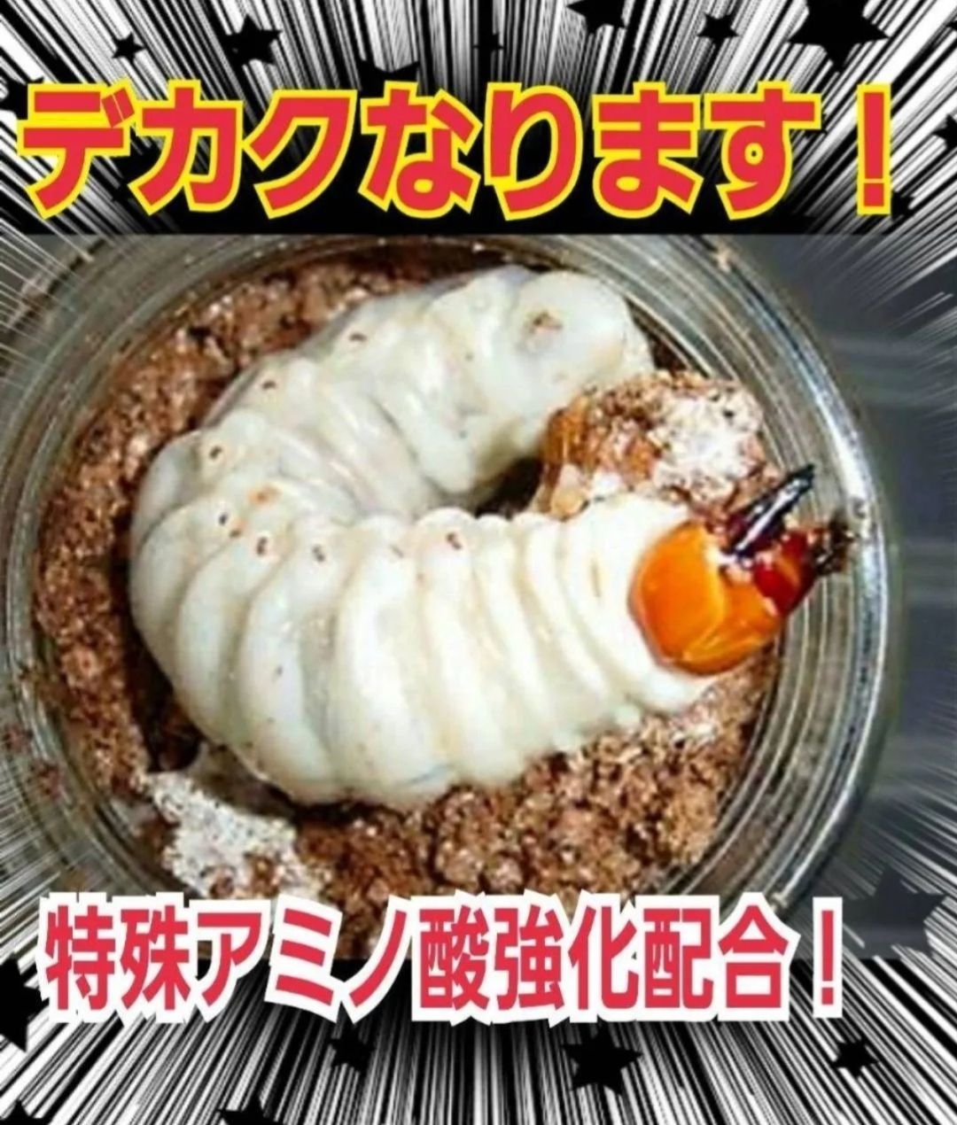 極上！カワラタケ菌糸瓶【8本】特殊アミノ酸強化配合！クワガタ幼虫全般に使えます！ 極上！カワラタケ菌糸瓶【8本】特殊アミノ酸強化配合！クワガタ幼虫