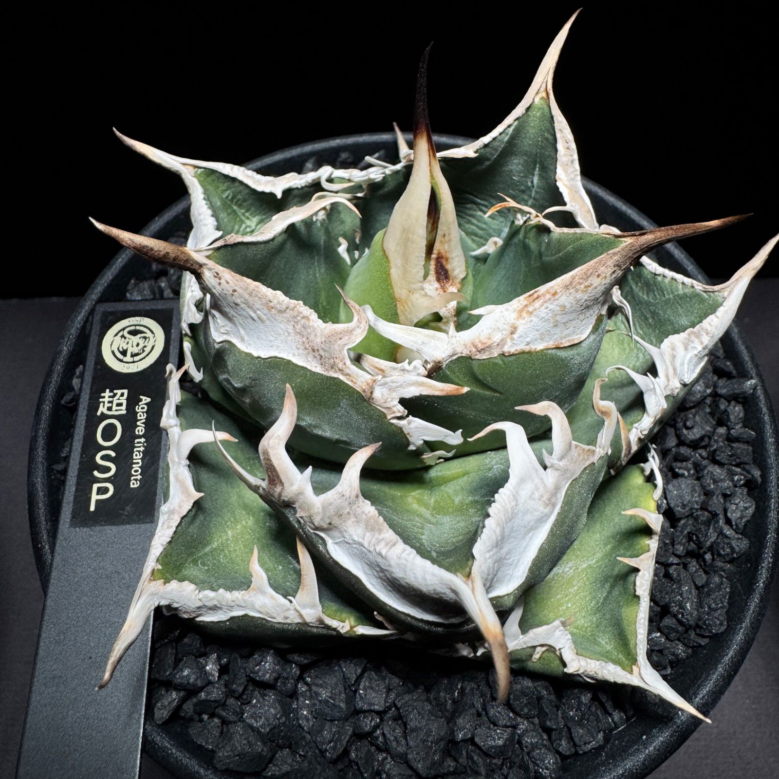 OSP産　アガベ　オアハカ　ノーネーム　ブツブツ OSP産 アガベ オアハカ ノーネーム ブツブツ OSP産 アガベチタノタ