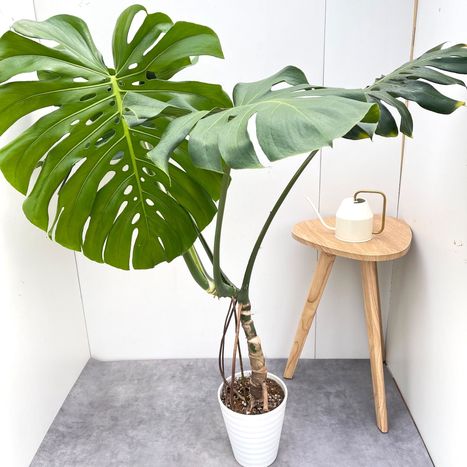 QBRICK（キューブリック）ORGQL2CZEPG003 QS1 オーガナイザーL2.0 赤