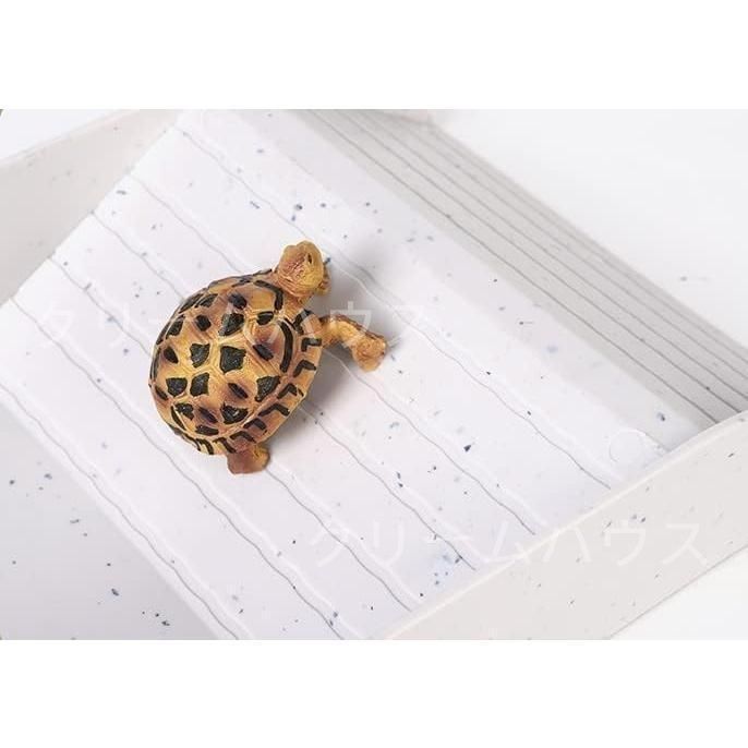 リクガメ　爬虫類　ケージ　水槽 亀 水槽 大きい 透明 リクガメ ケージ カメの生息地 株式会社