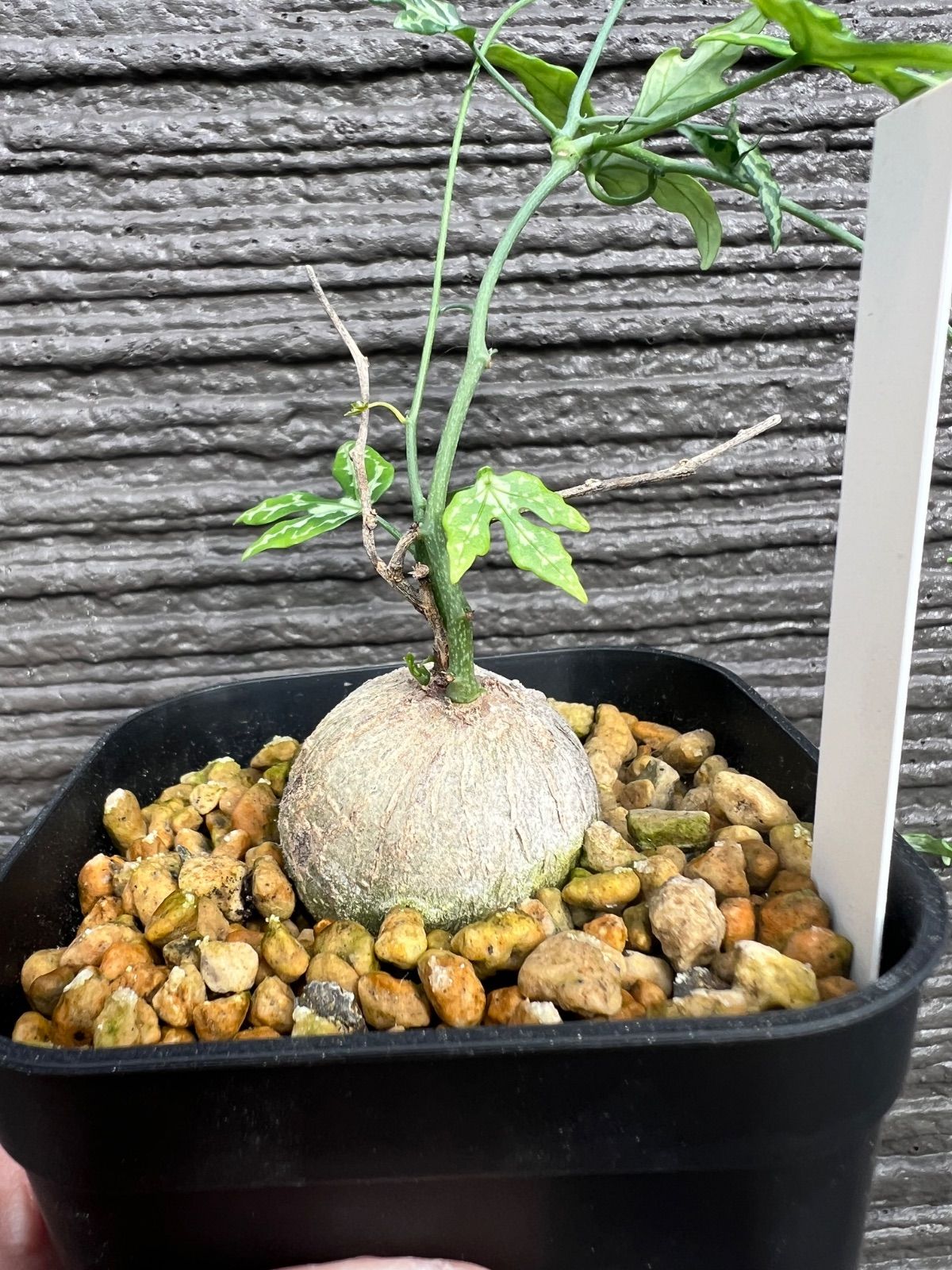 V265【自社養生発根株】Pachypodium グラキリス（SS）（現地球・抜き苗