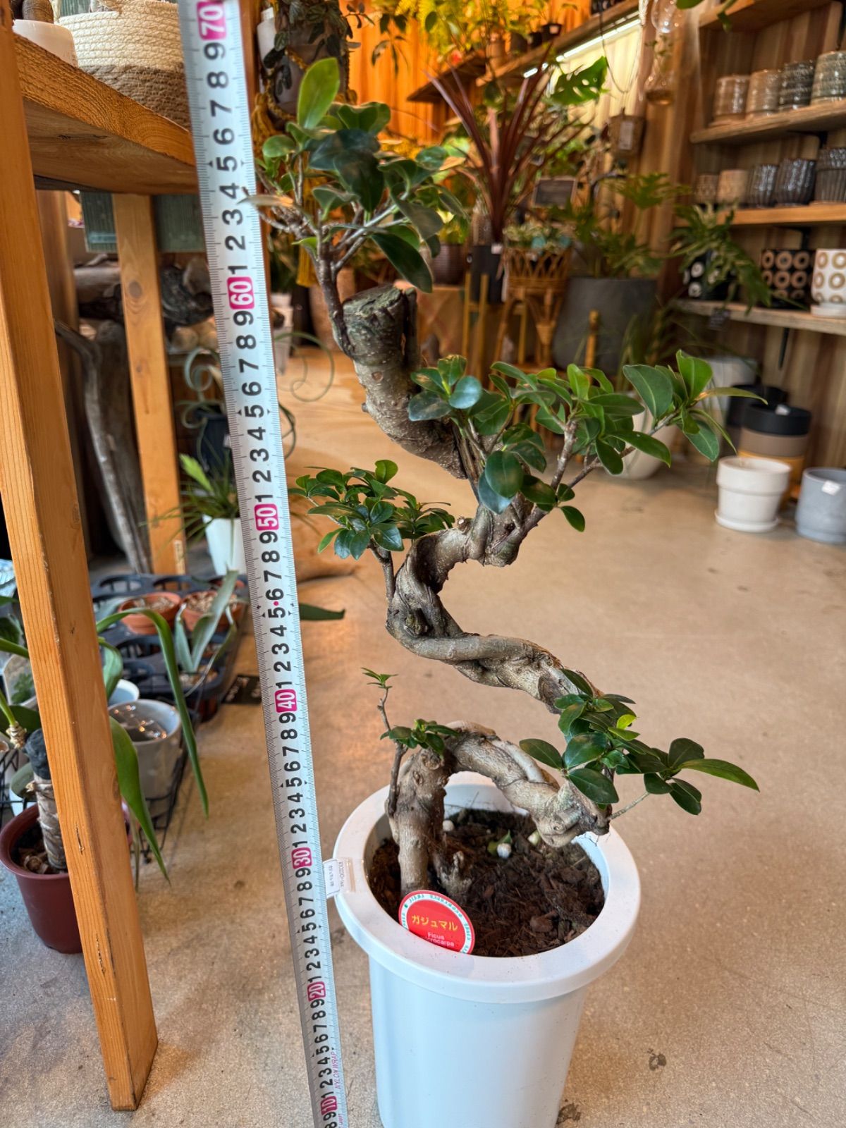 T!iyo©️ TY-EVO240W 【安心3年保証】植物育成LEDライト