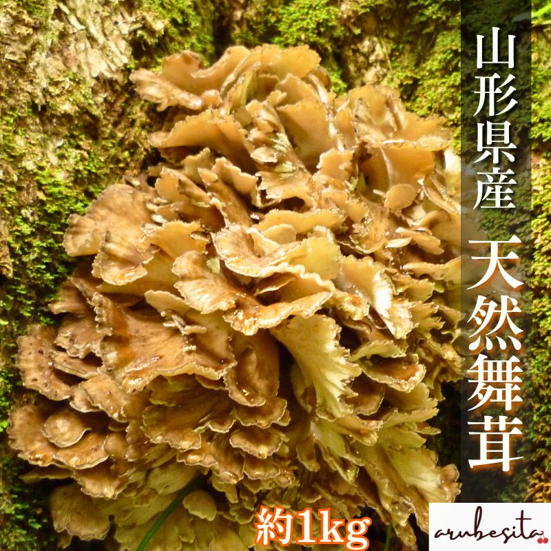 予約 山形県産 天然舞茸 約1kg 10 上～10 下