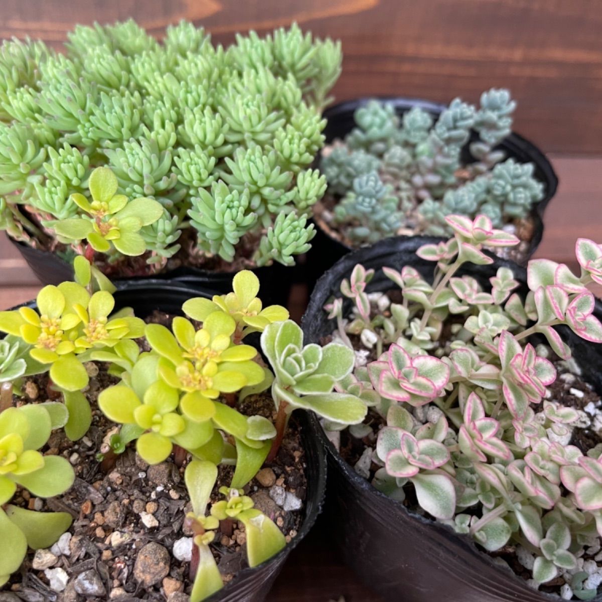 専用ページです。他の方はお買い上げになりませぬよう❤️多肉植物 はじめての観葉植物・多肉植物選び方と育て方 決定版 TEXTBOOK