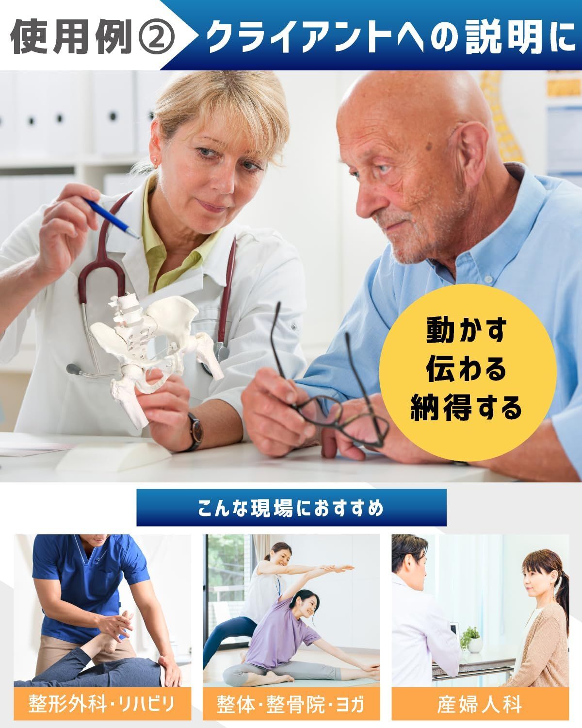 人体模型 骨格標本