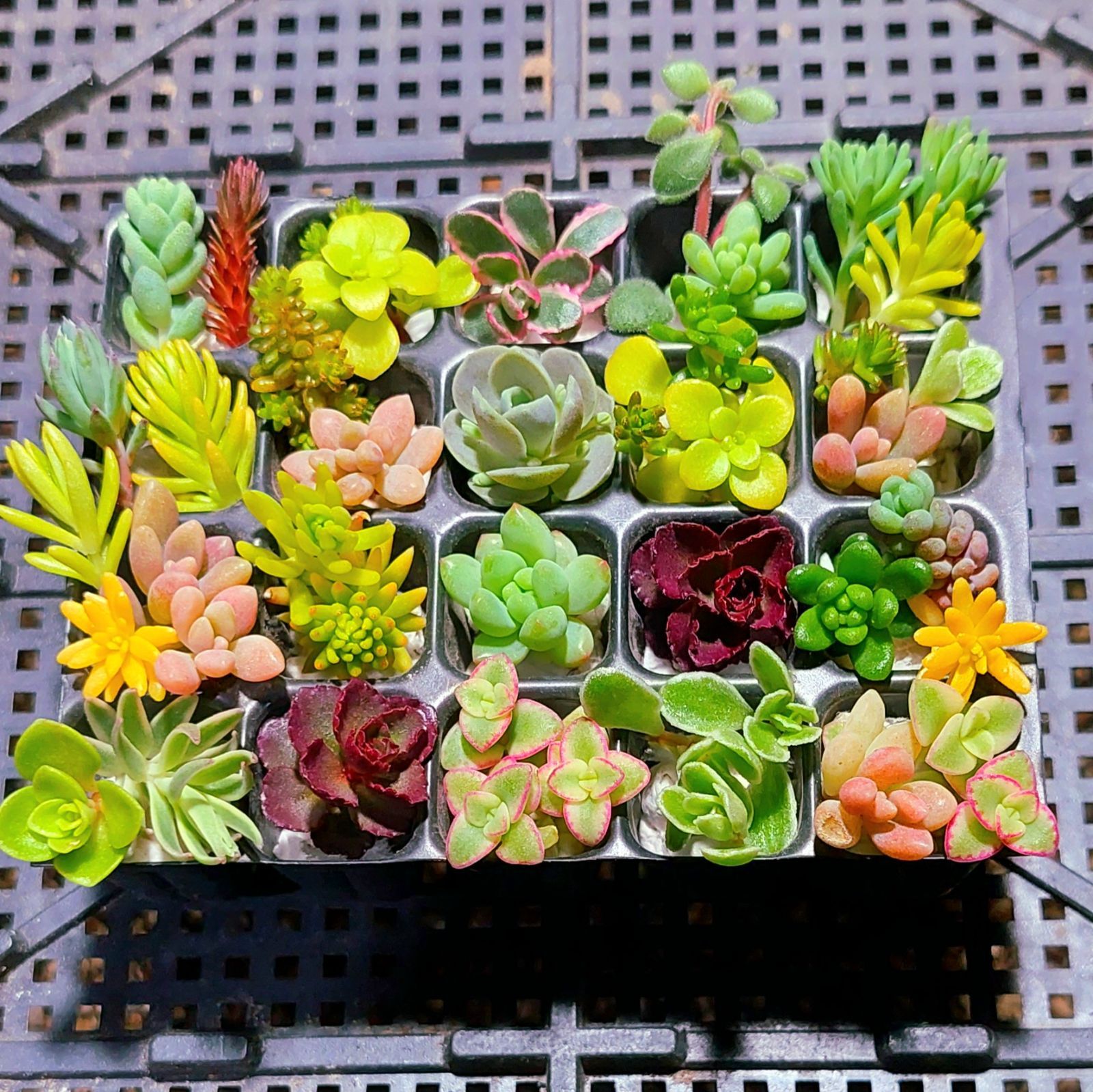 多肉植物おまかせミニミニ30カット苗セット 植物 | thelosttikilounge.com