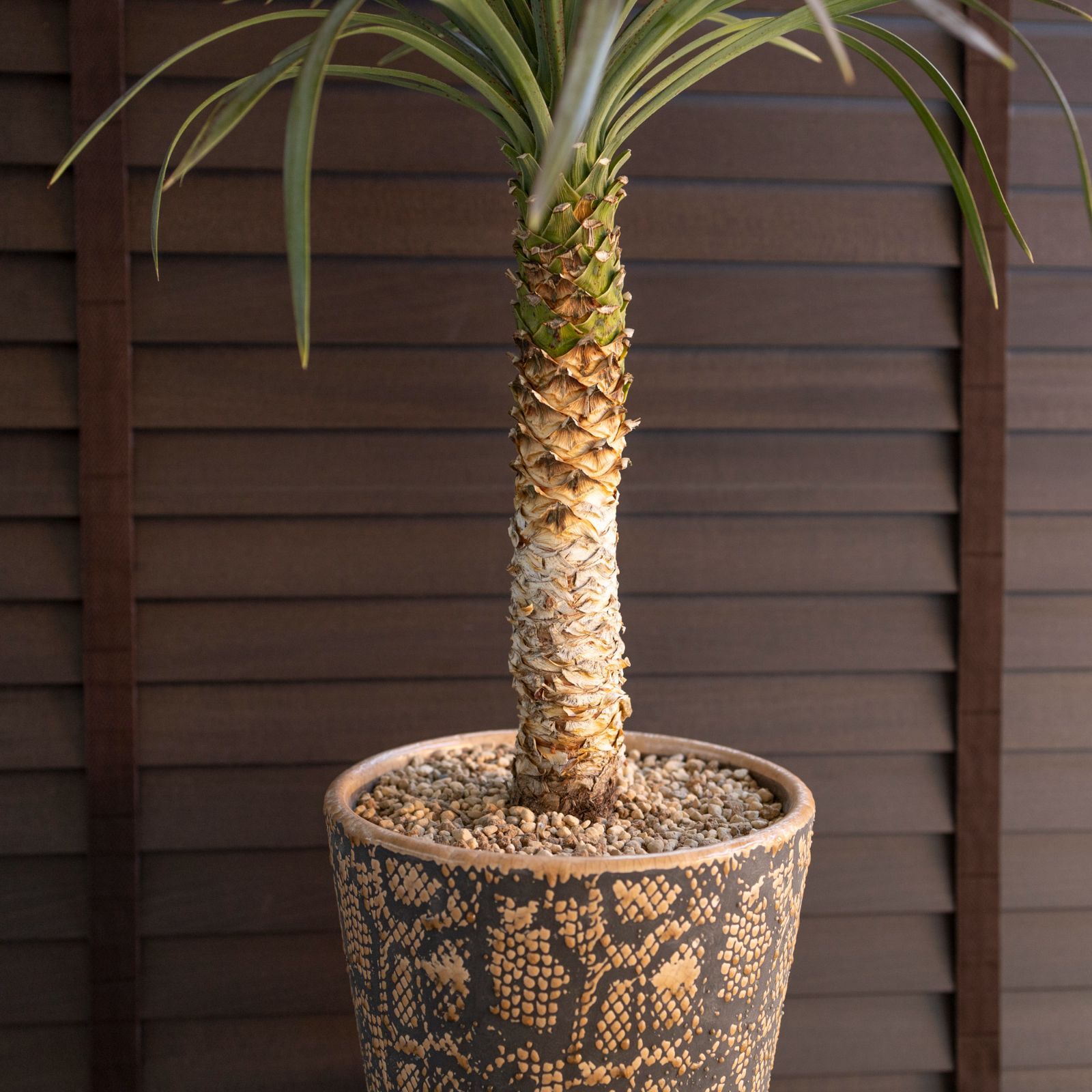 ユッカ デスメティアーナ ディスメティアーナ 大株