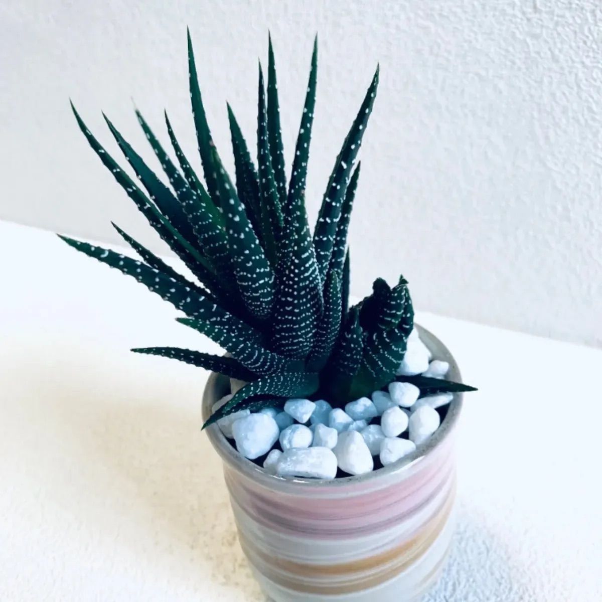 人気の福袋 珍しい 新品 未使用 ハイドロカルチャー ハオルチア 十二の巻 子株付 多肉植物 小石原焼 陶器 植物 植物 観葉植物 Bollywood Palace Fr Bollywood Palace Fr