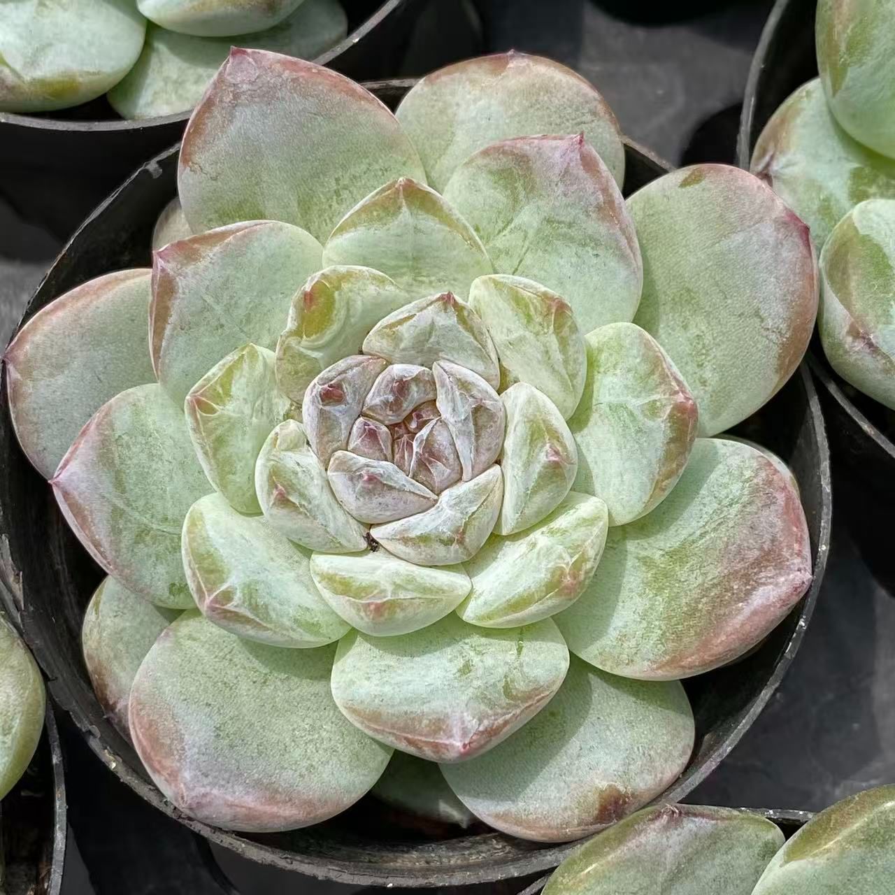 か*ん様 H725 バンシー 16株 抜き苗 多肉植物 エケベリア 韓国苗 H725