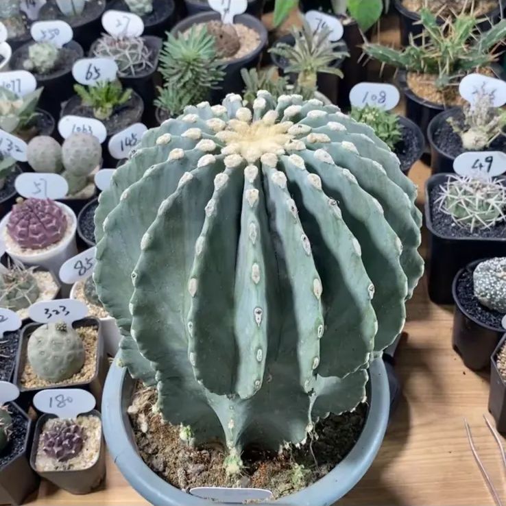 モンスト ユーフォルビア オベサ ユーフォルビア オベサ 大株 美形