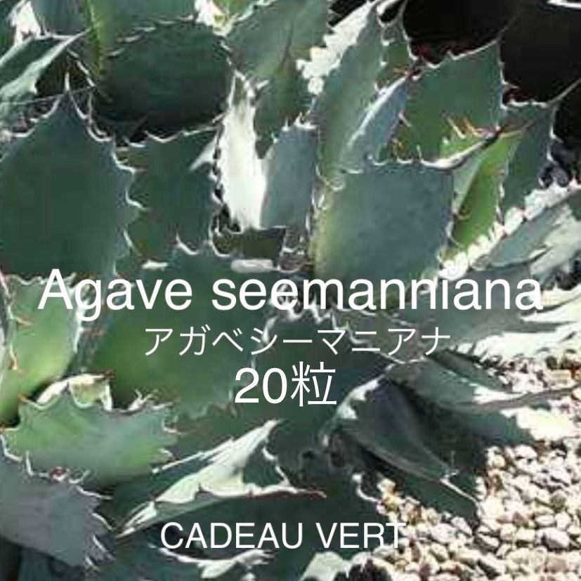 Agave seemannianaアガベシーマニアナ種子20粒 - メルカリ