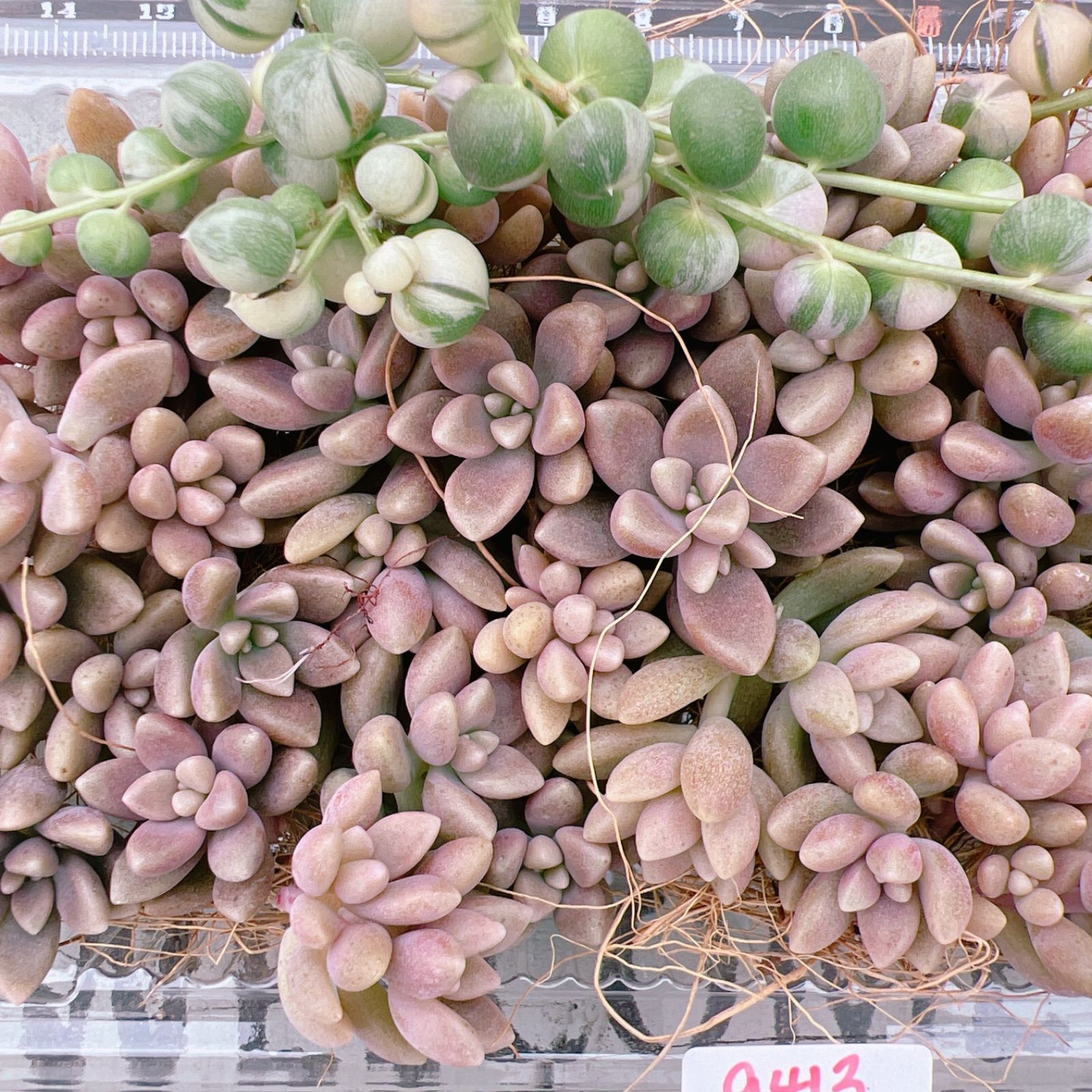 春先取りの 黄麗、姫秋麗 多肉植物 カット苗 植物/観葉植物 - daloon.com