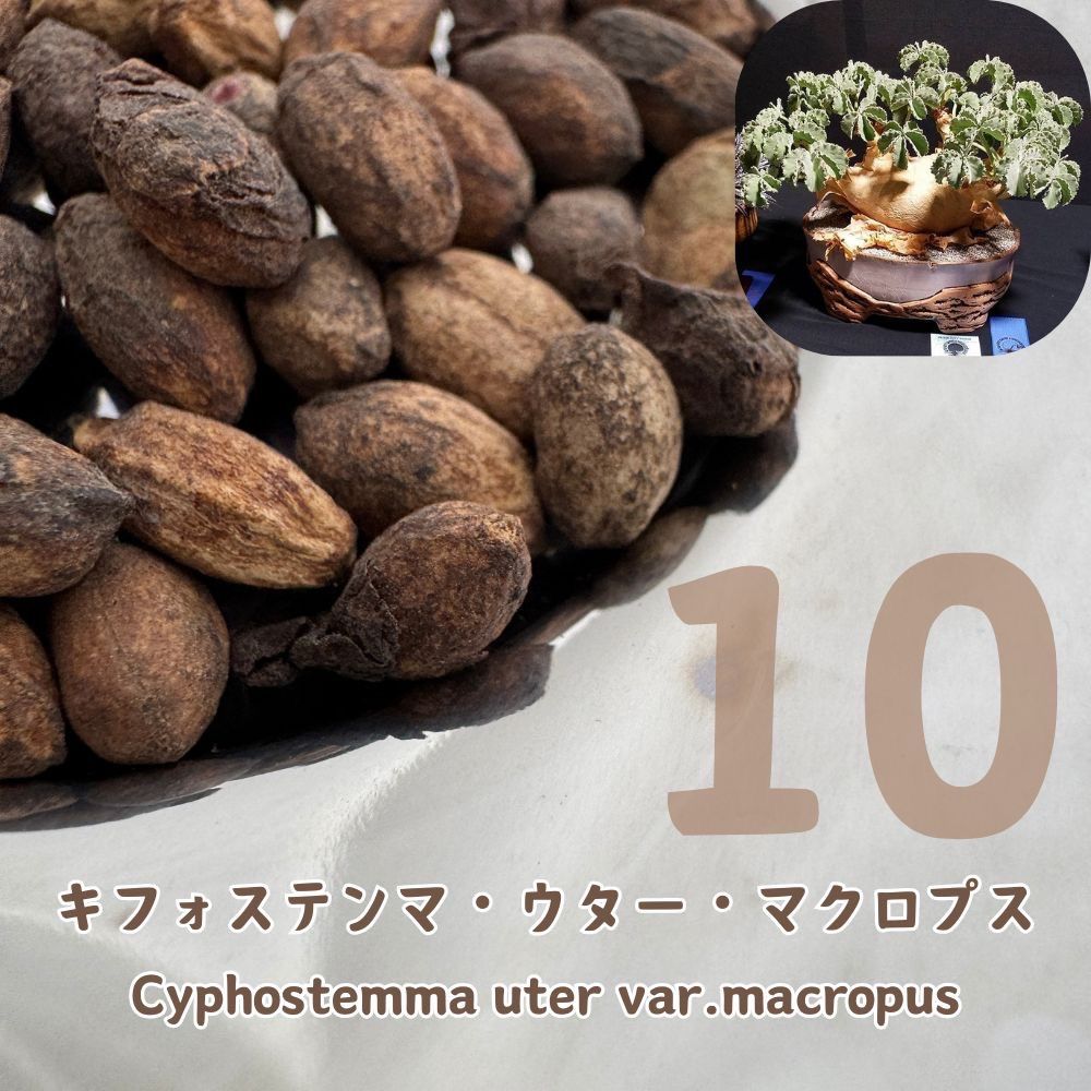 種子10粒★スタート キフォステンマ ウター マクロプス Cyphostemma uter var.macropusマダガスカル産(1560)
