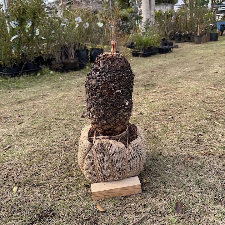 ソテツ